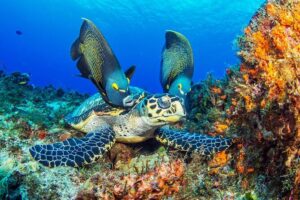 PADI Discover Scuba Diving Tour in Cozumel - From boat to reef: the Cozumel Marine Park payoff