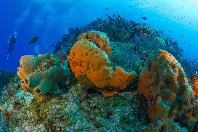 PADI Discover Scuba Diving Tour in Cozumel - Group size and instruction quality: why max 4 travelers helps