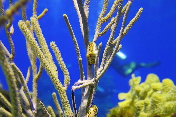 PADI Discover Scuba Diving Tour in Cozumel - Who this suits best (and who needs to rethink it)
