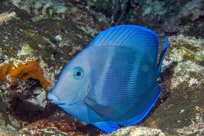 PADI Discover Scuba Diving Tour in Cozumel - Logistics that can make or break your Cozumel day