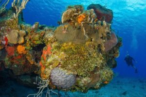 PADI Open Water Diver Course in the Riviera Maya - Pool sessions: where you should expect the most learning