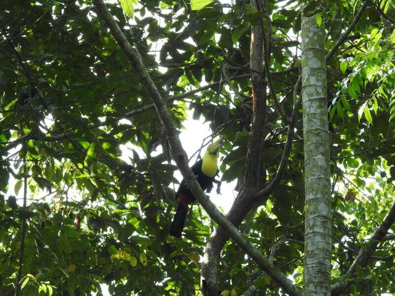 Playa del Carmen: Guided Birdwatching Hike - Ruta de Los Cenotes: The Jungle Walk Where Birds Keep Appearing