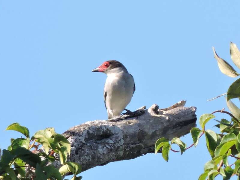 Playa del Carmen: Guided Birdwatching Hike - 30+ Species Spotting: What Your Guide Helps You Notice