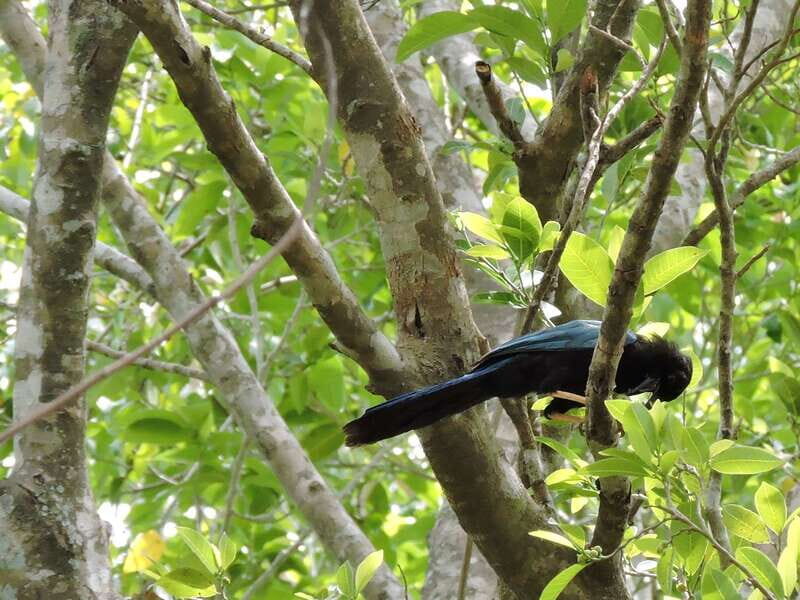 Playa del Carmen: Guided Birdwatching Hike - Coffee, Fruits, Snacks, and Beverages: A Practical Break That Matters