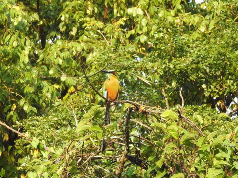 Playa del Carmen: Guided Birdwatching Hike - Small Group (Up to 6): Why the Experience Feels Personal