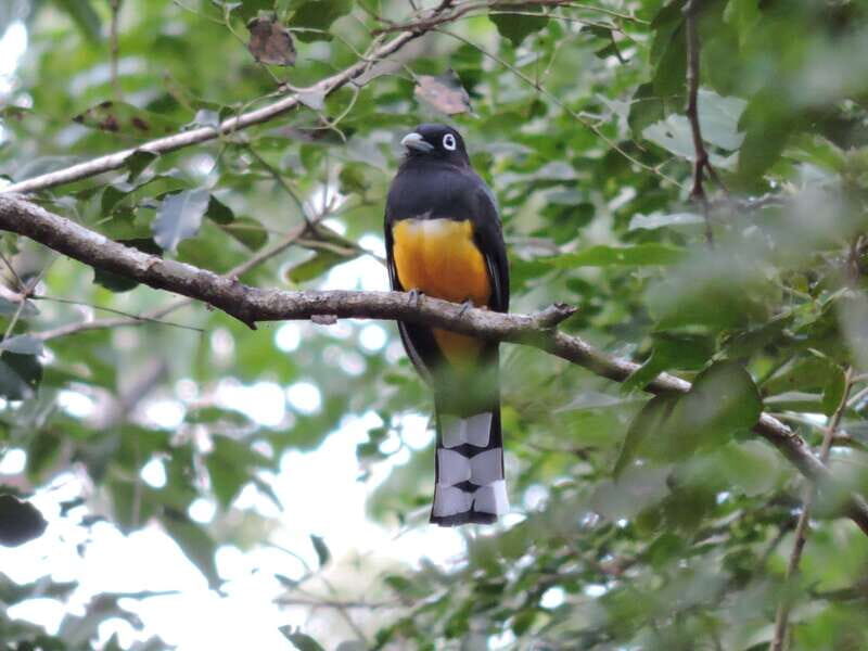 Playa del Carmen: Guided Birdwatching Hike - Tips to Get More From Your Birding Time