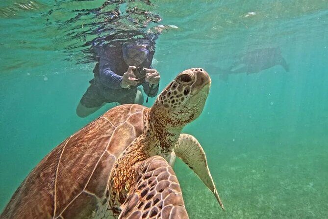 Playa del Carmen Tour Akumal Swimming With Turtles And Lagoon Yal Ku - Key highlights at Akumal and Yal-Kú