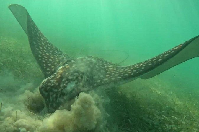 Playa del Carmen Tour Akumal Swimming With Turtles And Lagoon Yal Ku - Who should book this Akumal and Yal-Kú combo