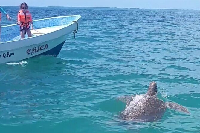Private Akumal & Cenotes tour - Should you book the Private Akumal & Cenotes tour?