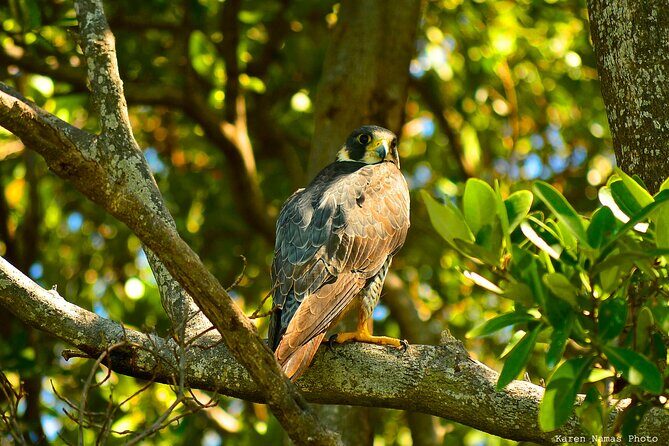Private Birdwatching Tour in Sian Ka'an Muyil - Timing, Comfort, and What to Pack for a 6-Hour Morning
