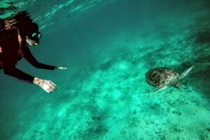 Private Cenote & Snorkeling Tour with Turtles in Akumal - Price and logistics: where the $180 per person really goes