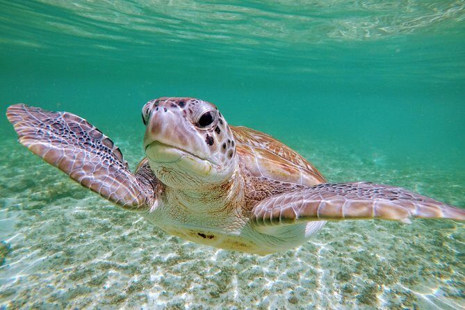 Private Cenote & Snorkeling Tour with Turtles in Akumal - Stop 1: Cenote Taak Bi Ha limestone cavern snorkeling
