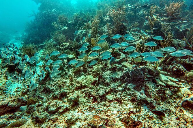 Private Cenote & Snorkeling Tour with Turtles in Akumal - Stop 2: Akumal Bay turtle snorkeling in warm water