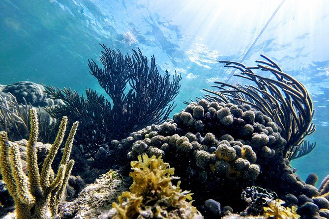 Private Cenote & Snorkeling Tour with Turtles in Akumal - Crowd reality at turtles: how to think about it