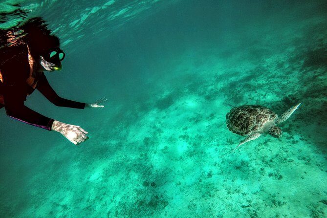 Private Cenote & Snorkeling Tour with Turtles in Akumal - Price and logistics: where the $180 per person really goes