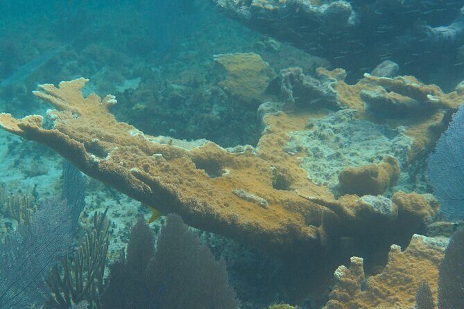 Private Customizable Shore Snorkel and Beach Lunch in Cozumel - Shore Snorkeling at Parque Nacional Arrecifes de Cozumel (No Boat Required)