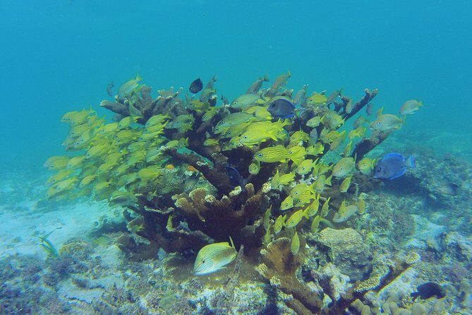 Private Escape: Isla Contoy & Isla Mujeres with Snorkeling - Beach lunch on Contoy: what’s included and why it feels worth it