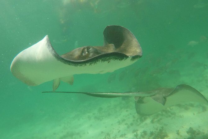 Private Fishing Tour in Yacht Playa del Carmen - Snorkeling gear included: a plan B that doesn’t feel like an afterthought
