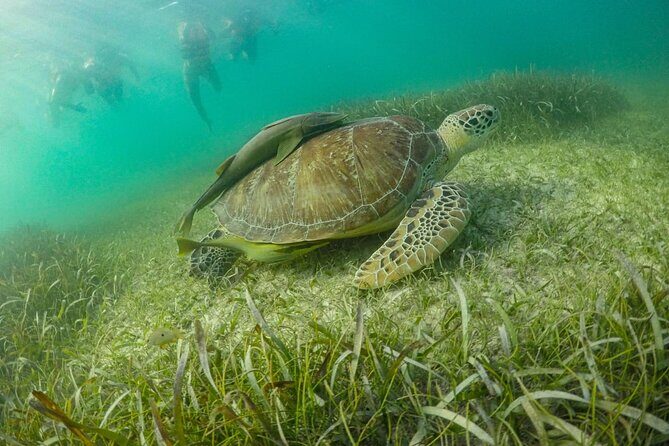 Private Half-day Luxury Experience with Turtles & Majestic Cenote - A Luxury Half-Day That Pairs Sea Turtles With a Cenote River