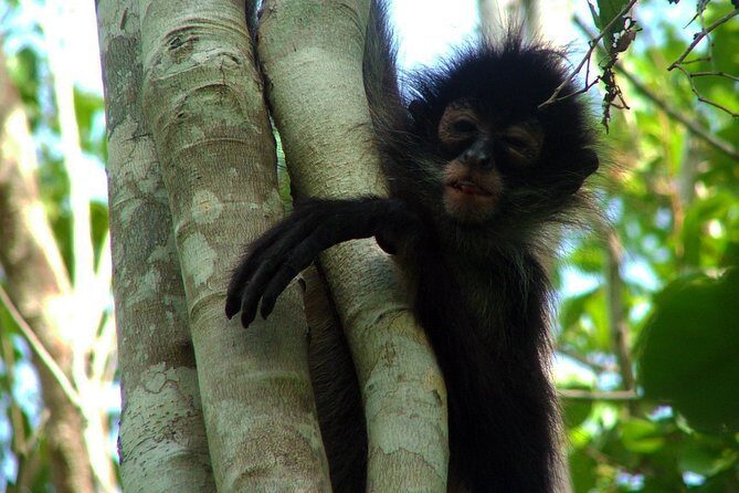Private - Mayan Inland Expedition - Coba Ruins, Punta Laguna and Mayan family - Punta Laguna Nature Reserve: monkeys, lagoon canoeing, and zipline