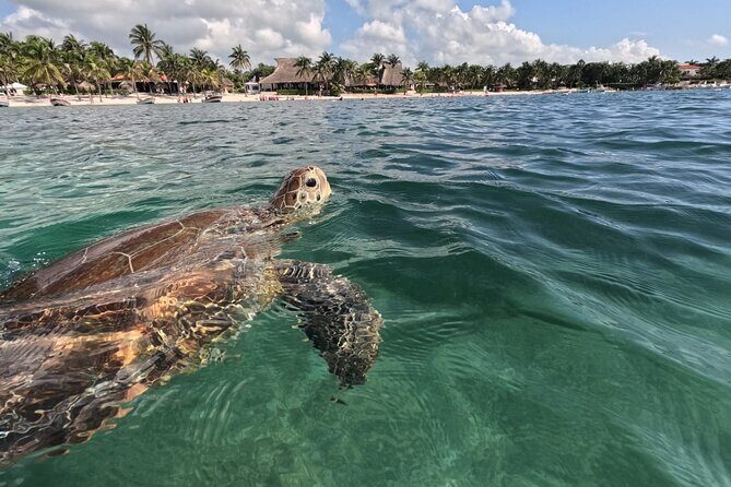 Private Snorkeling with Sea Turtles in Akumal Beach - Price and what you actually get for $65.57