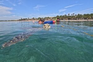 Private Snorkeling with Sea Turtles in Akumal Beach - Meeting at Marine Life Akumal MX and getting set up fast