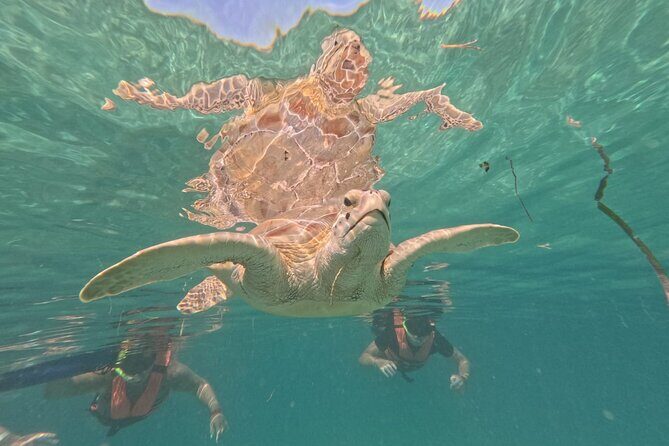 Private Snorkeling with Sea Turtles in Akumal Beach - The official CONANP 1 km circuit and why the timing is tight