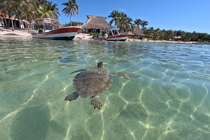 Private Snorkeling with Sea Turtles in Akumal Beach - What you’ll see: green turtles, rays, and reef life