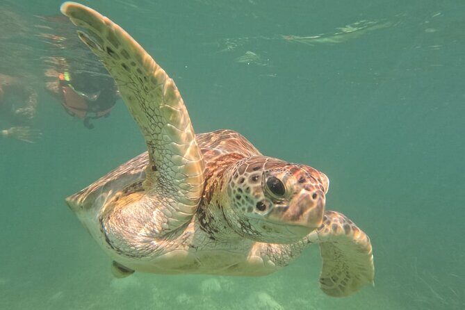 Private Snorkeling with Sea Turtles in Akumal Beach - Open ocean realities: currents, wind, and first-timer confidence