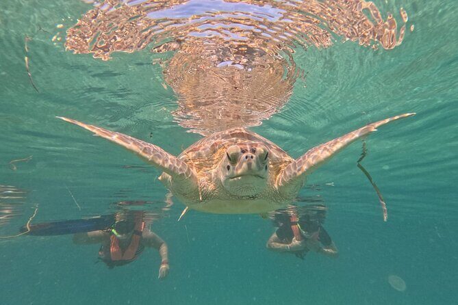 Private Snorkeling with Sea Turtles in Akumal Beach - Going early for fewer crowds and clearer views