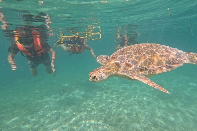 Private Snorkeling with Sea Turtles in Akumal Beach - Photos and video: capture the turtles without doing extra work