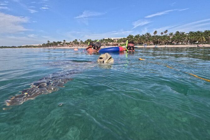 Private Snorkeling with Sea Turtles in Akumal Beach - Meeting at Marine Life Akumal MX and getting set up fast