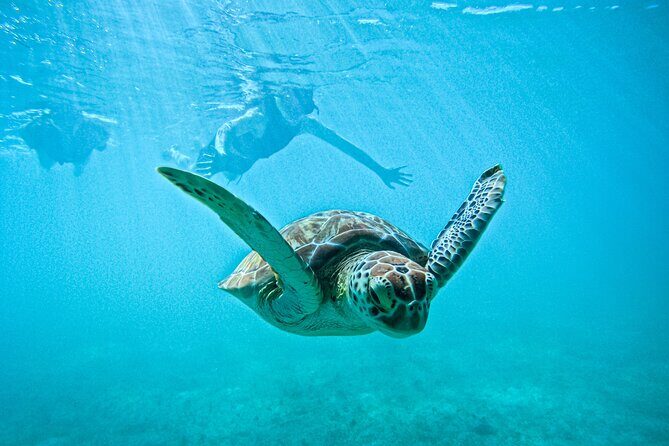 "Private snorkeling with turtles in Akumal + Photos included" - Key highlights (what makes this tour worth it)