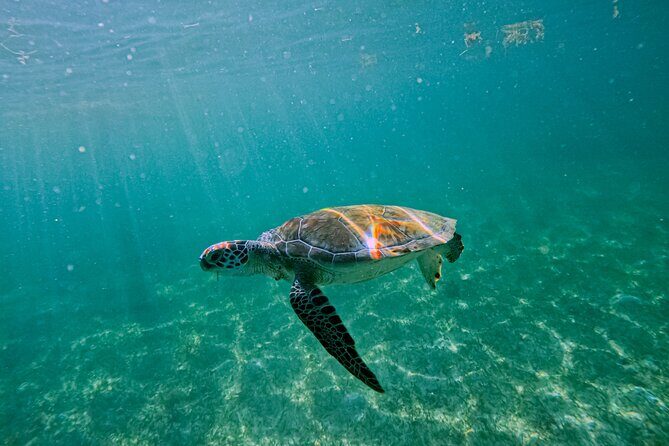"Private snorkeling with turtles in Akumal + Photos included" - Photo and video moments: water photography that’s easy
