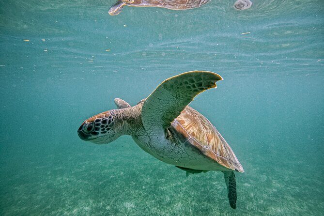 "Private snorkeling with turtles in Akumal + Photos included" - When to go and what to plan around