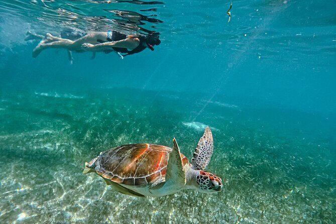 "Private snorkeling with turtles in Akumal + Photos included" - In the water: what you’re actually watching