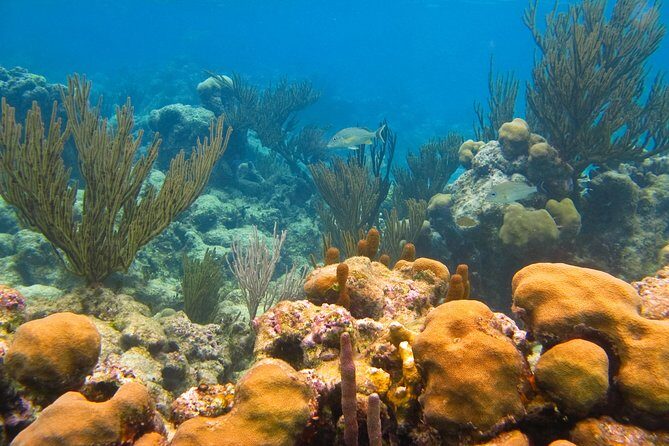 Private swiming with Turtles in Akumal - Price and reserve fees: is $245 per person fair?