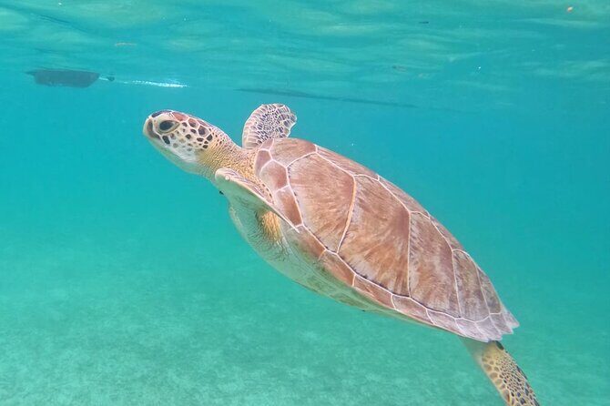 Private Tour to Tulum and Swimming with Turtles in Akumal - Who should book this Tulum and turtles private tour?