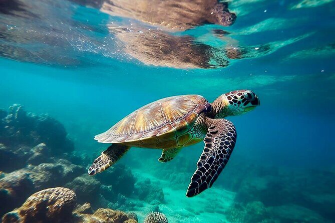 Private Tour Tulum Tortugas Cenote Beach All Inclusive - Key highlights you’ll care about