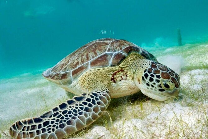 Private Tour Tulum Tortugas Cenote Beach All Inclusive - Why this private setup feels better (especially for families and groups)