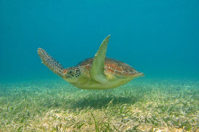 Private Tulum Ruins & Akumal Turtle Adventure - The early start and how pickup really affects your day