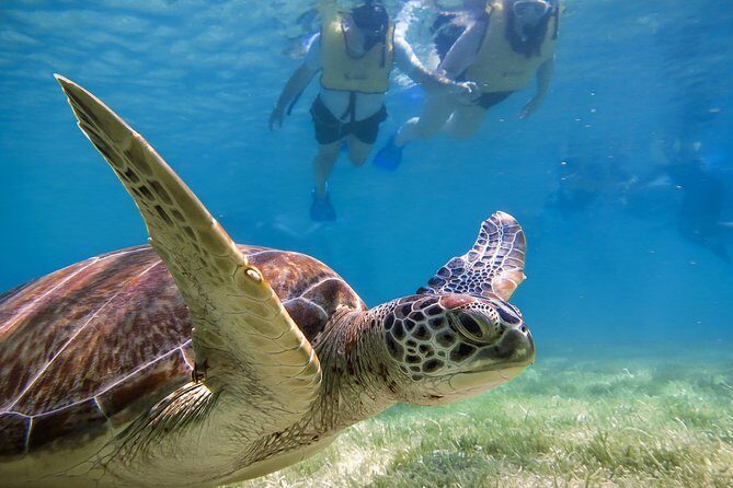 Private Tulum Ruins, Turtles in Akumal and Cenote Adventure - Pickup timing and how the day flows from Playa del Carmen