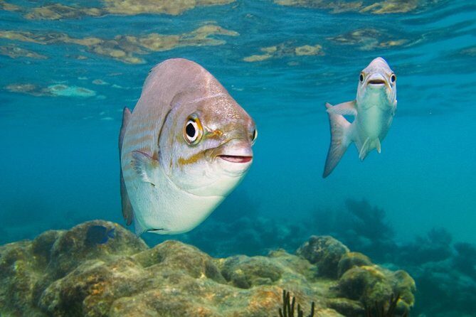 Private Turtle Snorkel Adventure in Akumal - Why Akumal Turtle Bay makes sense for a private turtle snorkel