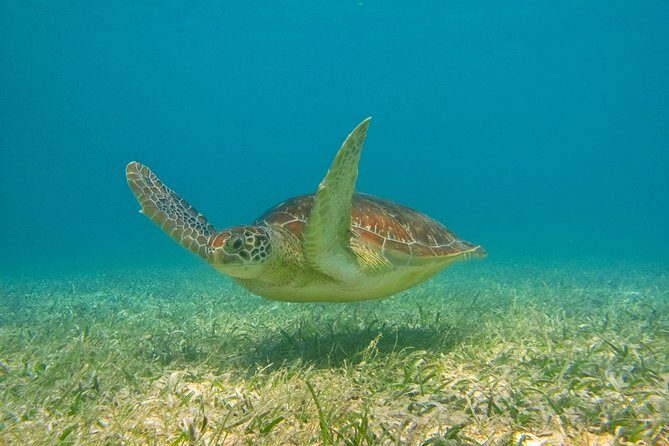 Private Turtle Snorkel Adventure in Akumal - Turtles, tropical fish, rays, and reef views: what you can actually look for
