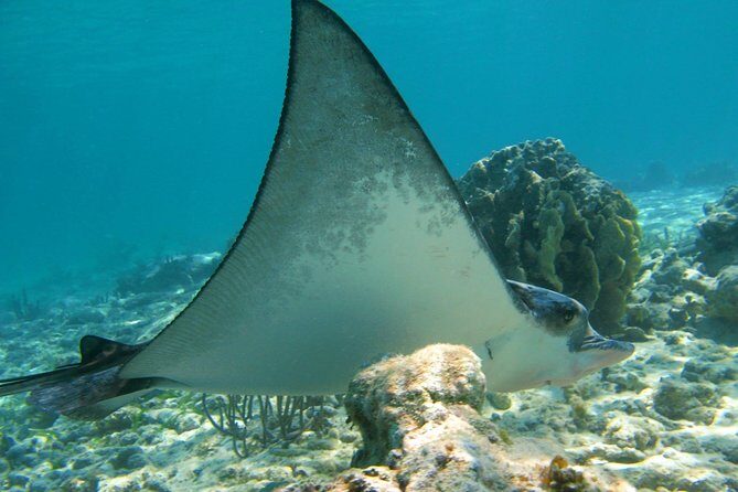 Private Turtle Snorkel Adventure in Akumal - How the guide experience changes everything