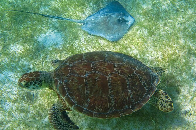 Private Turtle Snorkel Adventure in Akumal - Fitness level, swimming comfort, and who it suits best