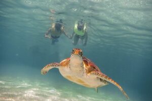 Private Turtles & Cenotes Adventure - Meeting Point? Not the Way This Tour Works