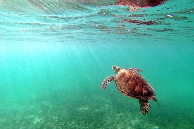Private Turtles & Cenotes Adventure - Private Guide, Driver, and the Photo Option