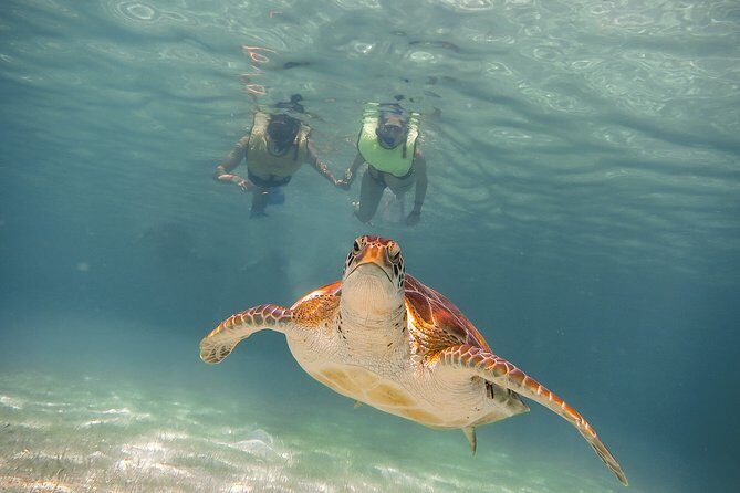 Private Turtles & Cenotes Adventure - Meeting Point? Not the Way This Tour Works