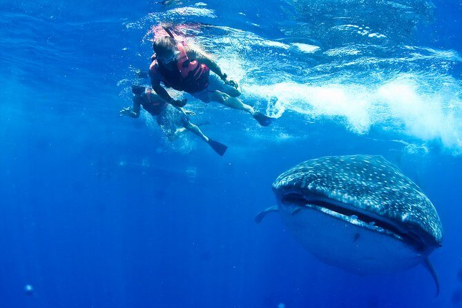 Private Whale Shark All Inclusive Experience - The whale shark swim isn’t guaranteed, but the structure is